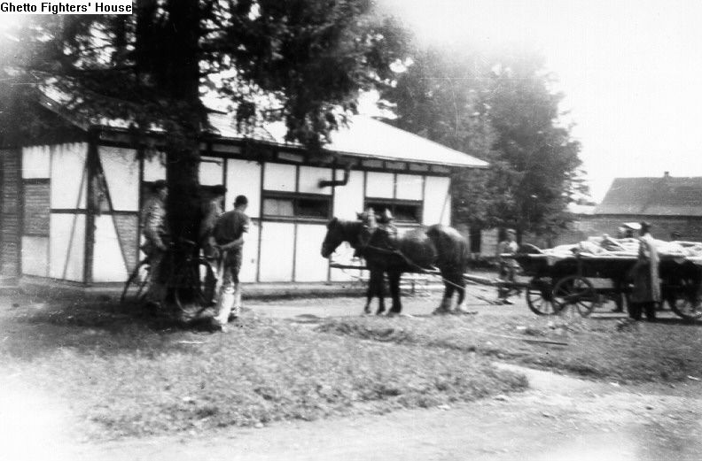 Horse drawn carriage with bodes after liberation